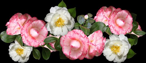 camellias  flowers  arrangement