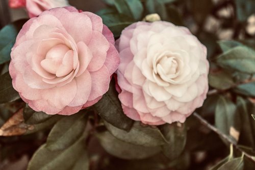 camellias  flowers  soft