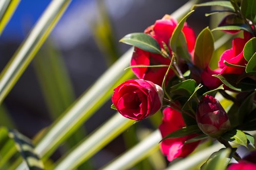 camellias  blossom  bloom