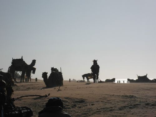 camels horses beach