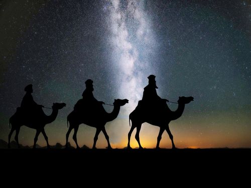camels desert travel