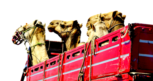 camels truck heads