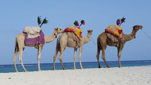 camels caravan dromedary