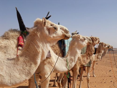 camels desert sand