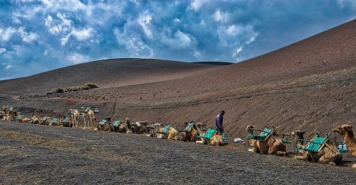 camels caravan desert