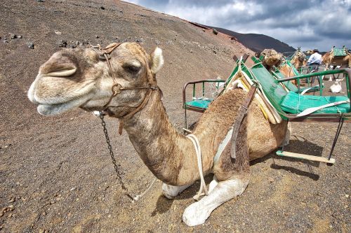 camels caravan desert