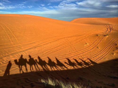 camels morocco desert