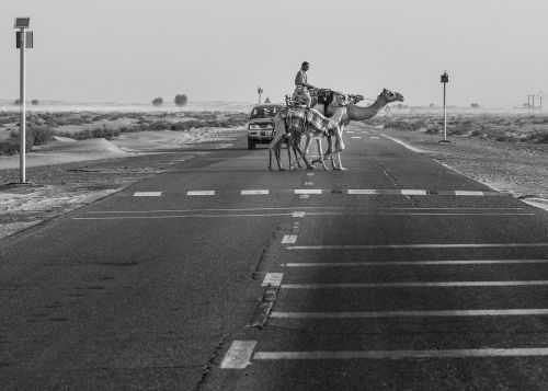 camels road desert