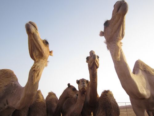 camels oman desert