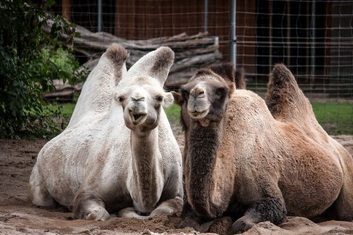 camels camel desert