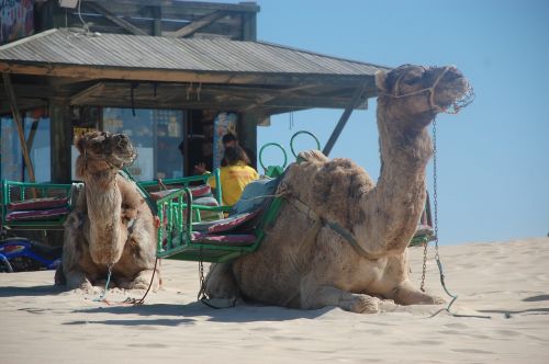 camels sand travel