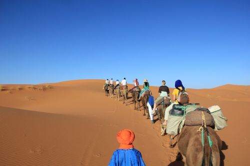 camels desert africa