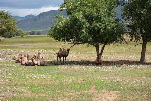 camels  gobi  mongolia
