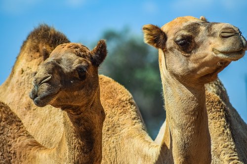camels  head  neck