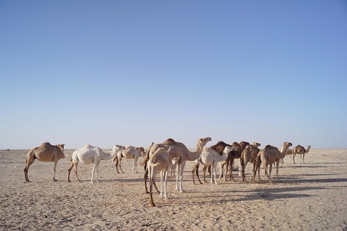 camels  wildlife  desert