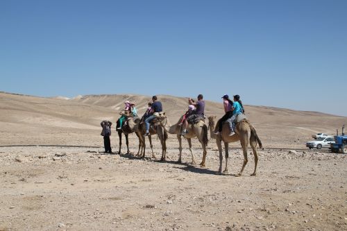 camels safari desert