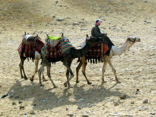 camels caravan sand