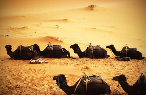 camels desert sand