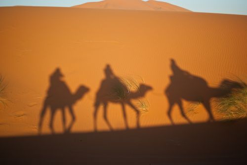 camels magi desert