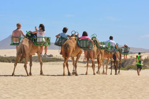 camels animals camel safari