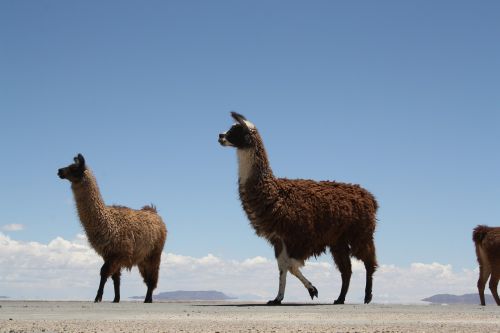 camelus mammalia wool
