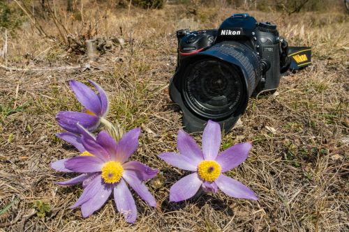 camera pasque flower pulsatilla