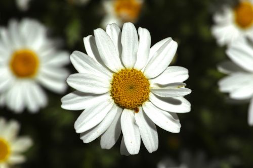 daisy white nature