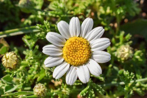 camomile flower nature