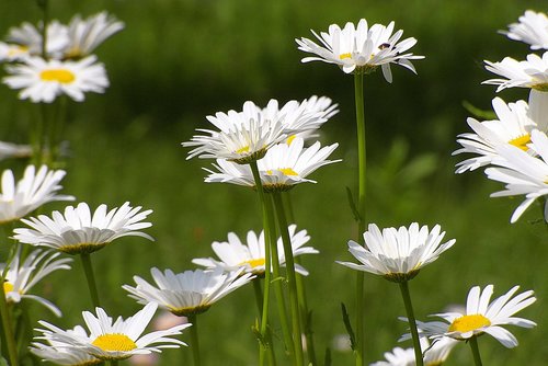 camomile  flowers  meadow