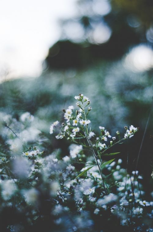 camomille flowers wildflowers