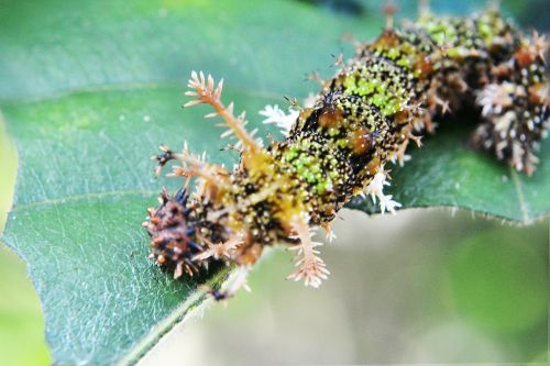 camouflage caterpillar eat