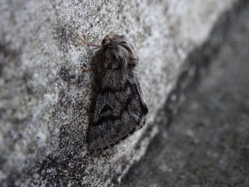 camouflage moth winter