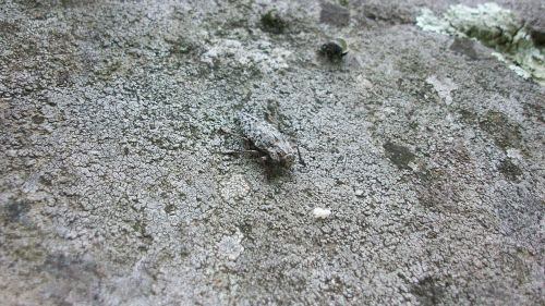 camouflage rock stone