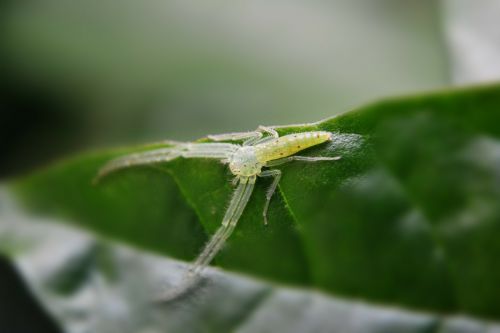 camouflaged spider spider web leaf