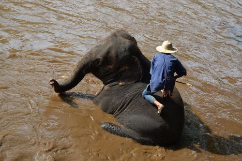camp elephants elephant thailand