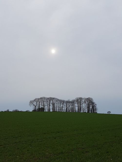 campagne champ arbres