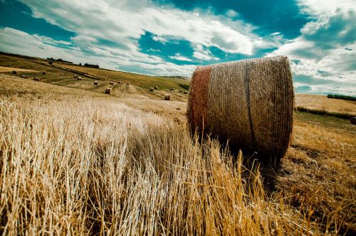 campaign sky wheat