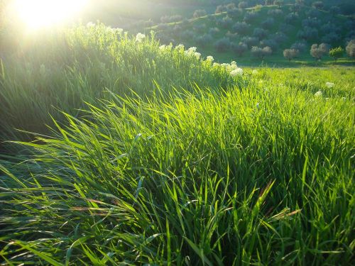 campaign wheat field