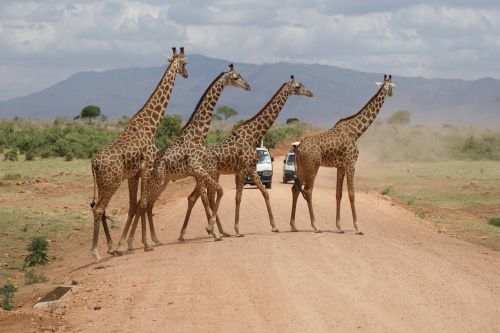 campaign giraffe desert