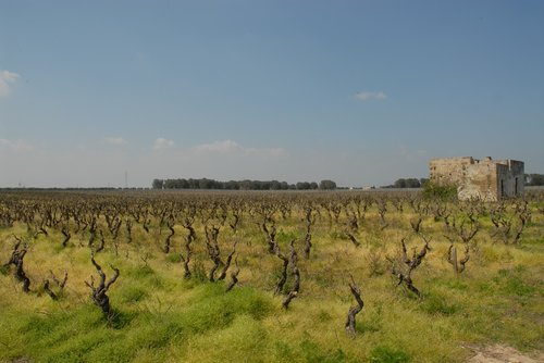 campaign  vineyard  viticulture