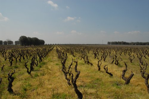 campaign  vineyard  viticulture