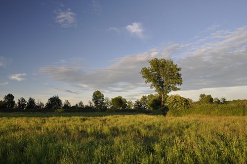 campaign  trees  clouds