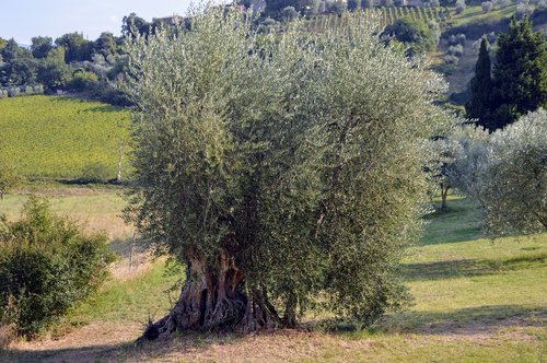 campaign  tuscany  olive