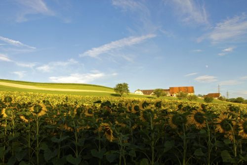 campaign sunflowers summer