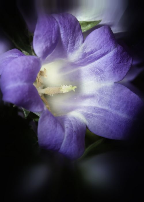 campanula dark blossom