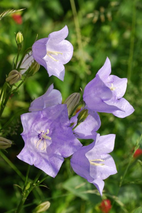 campanula bellflower blue flower