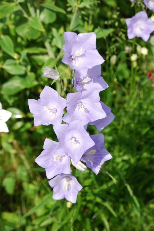 campanula bellflower blue flower