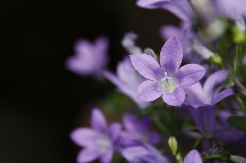 campanula purple violet