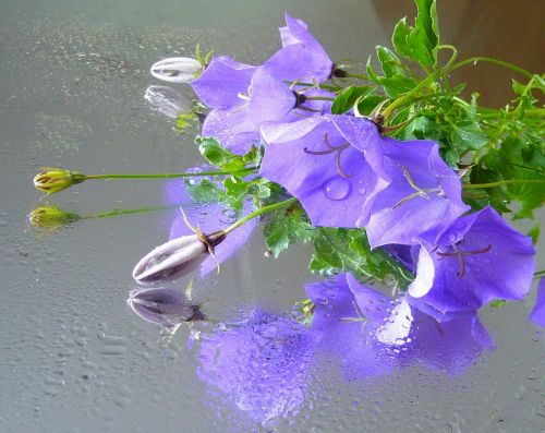 campanula bellflower blossom