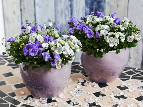 campanula flower blue